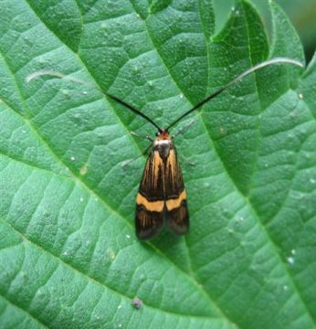 Nemophora degeerella 2 Copyright: Stephen Rolls