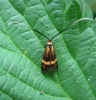 Nemophora degeerella 2 Copyright: Stephen Rolls