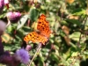 Comma 