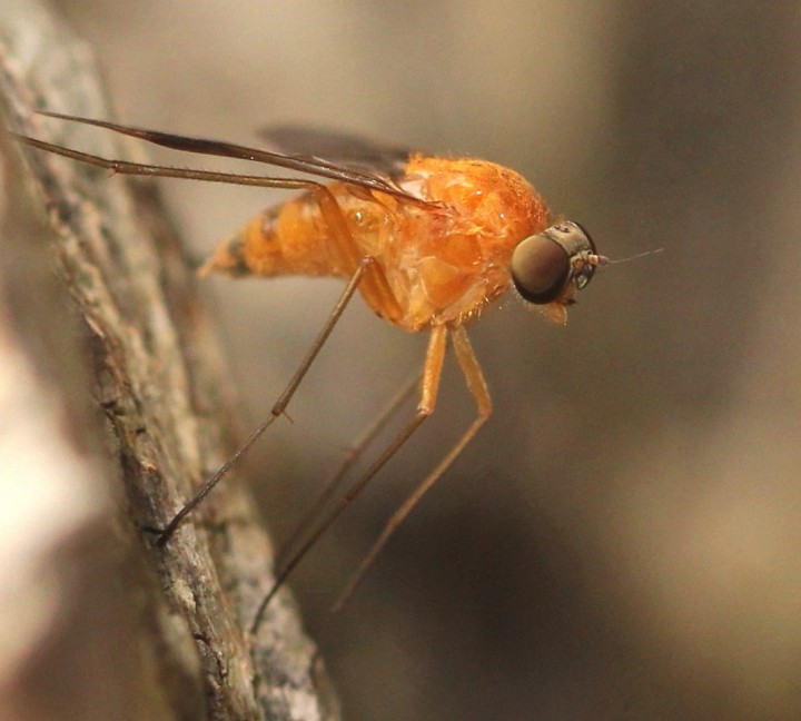 female 6th July 2015 Epping Forest Copyright: Jeremy Richardson