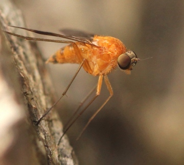 female 6th July 2015 Epping Forest Copyright: Jeremy Richardson