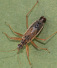 Nabis flavomarginatus male 