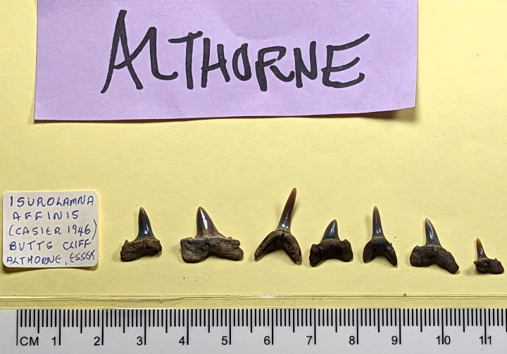 Seven fossil shark teeth of Isurolamna affinis Copyright: William George