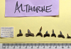 Seven fossil shark teeth of Isurolamna affinis  