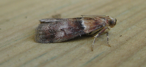 Conobathra repandana. Copyright: Stephen Rolls