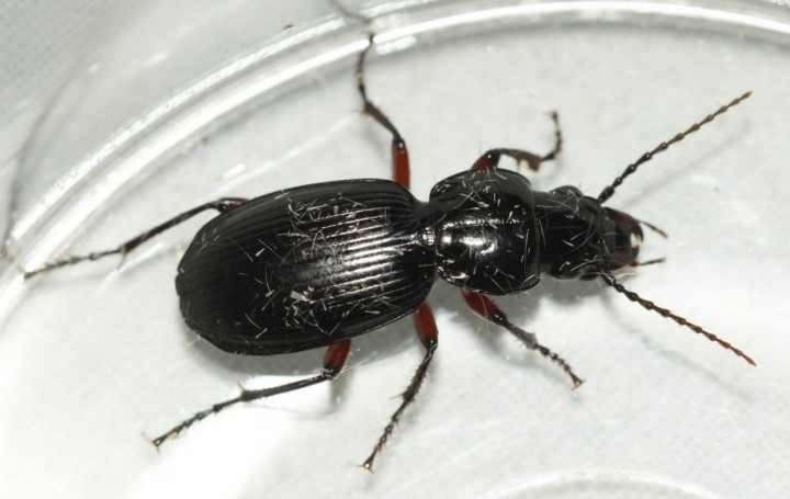 Pterostichus madidus Copyright: Robert Smith