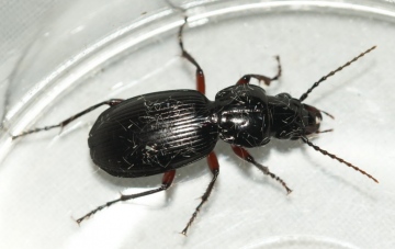 Pterostichus madidus Copyright: Robert Smith