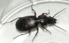 Pterostichus madidus