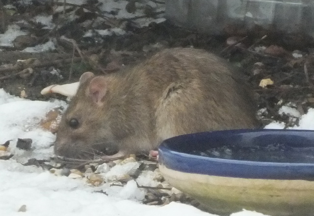 Brown Rat Rattus norvegicus Copyright: Peter Pearson