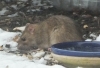 Brown Rat Rattus norvegicus Copyright: Peter Pearson