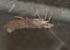 Ypsolopha horridella 01 Copyright: Robert Smith