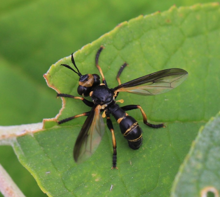 Leopoldius calceatus Copyright: Yvonne Couch