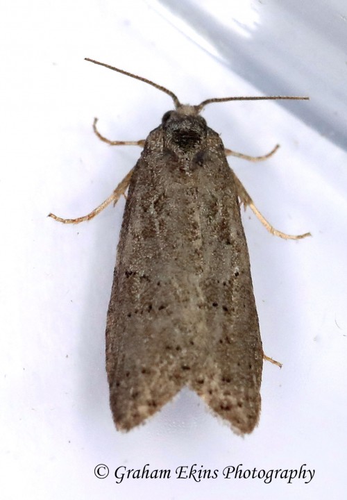 Cnephasia pumicana  GD  (Cereal Tortrix) Copyright: Graham Ekins