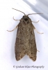 Cnephasia pumicana  GD  (Cereal Tortrix) Copyright: Graham Ekins