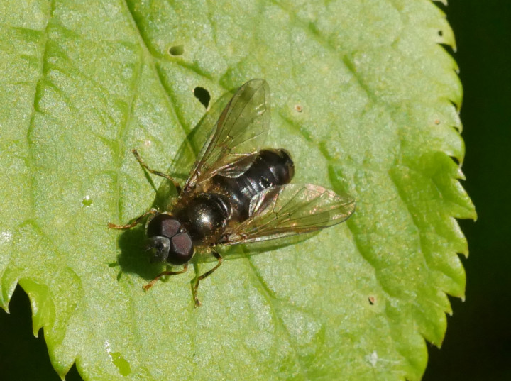 Pipiza lutetarsis male Copyright: Roger Payne