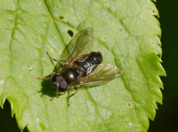 Pipiza lutetarsis male Copyright: Roger Payne