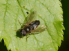 Pipiza lutetarsis male