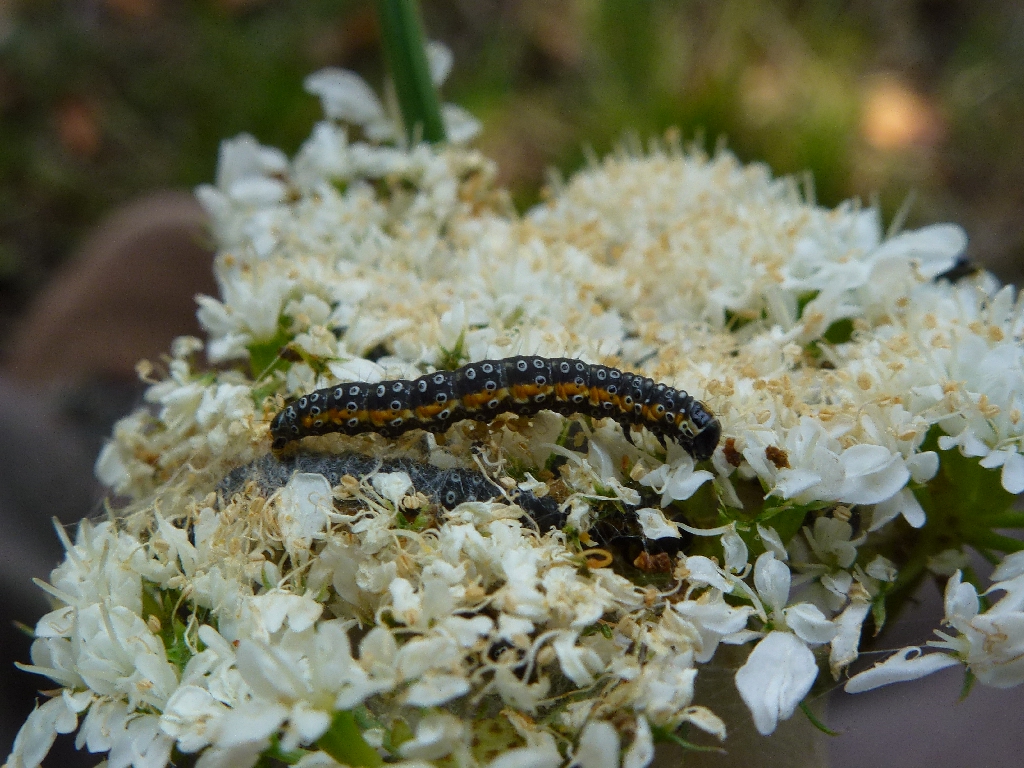 Depressaria daucella caterpillar Copyright: Peter Furze