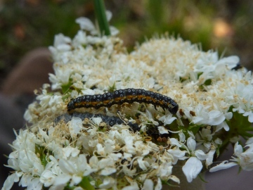 Depressaria daucella caterpillar Copyright: Peter Furze