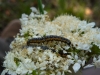 Depressaria daucella caterpillar 