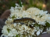 Depressaria daucella caterpillar