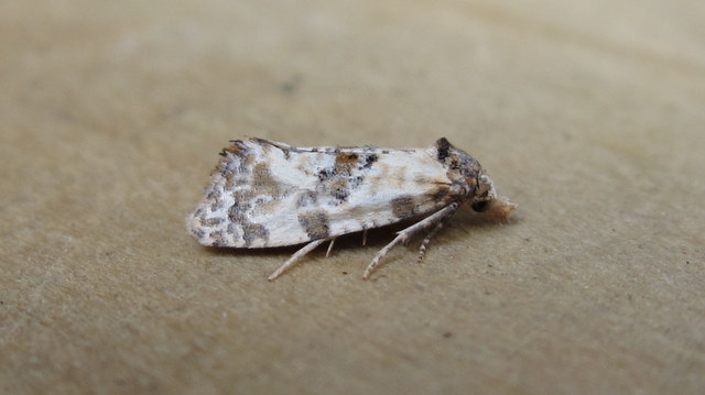 Cochylis molliculana. Copyright: Stephen Rolls