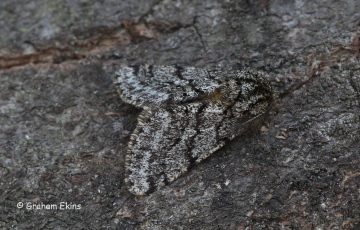 Brindled Beauty  Lycia hirtaria Copyright: Graham Ekins