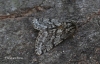 Brindled Beauty  Lycia hirtaria Copyright: Graham Ekins