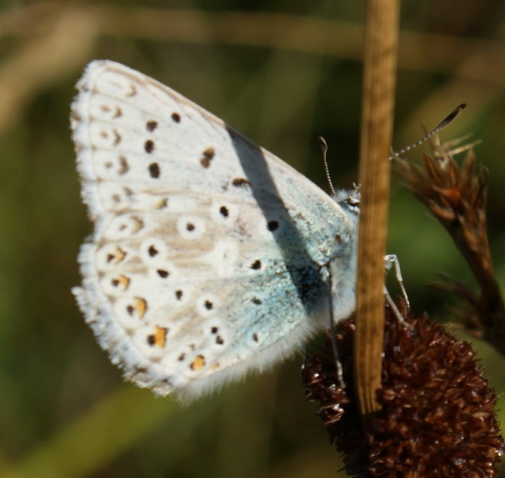 CHB underside Copyright: Robert Smith