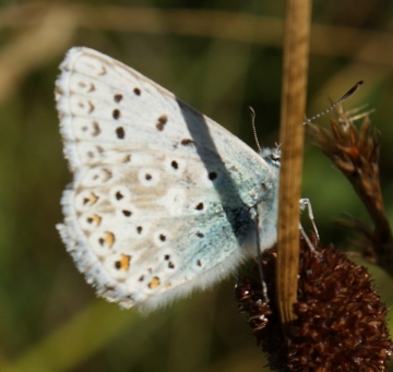 CHB underside Copyright: Robert Smith