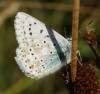 CHB underside