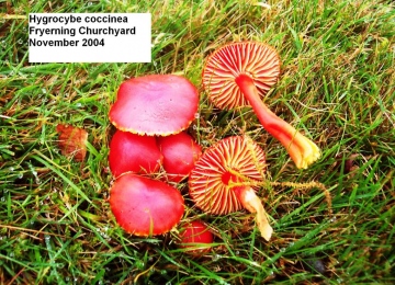 Hygrocybe coccinea Copyright: Graham Smith