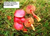 Hygrocybe coccinea 