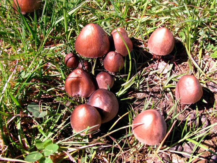 Panaeolus papillonaceus Var. parvisporus Copyright: Graham Smith