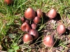 Panaeolus papillonaceus Var. parvisporus 