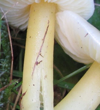 Hygrocybe glutinipes 2 Copyright: Graham Smith