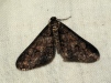 Agriopis leucophaearia (Spring Usher) 4