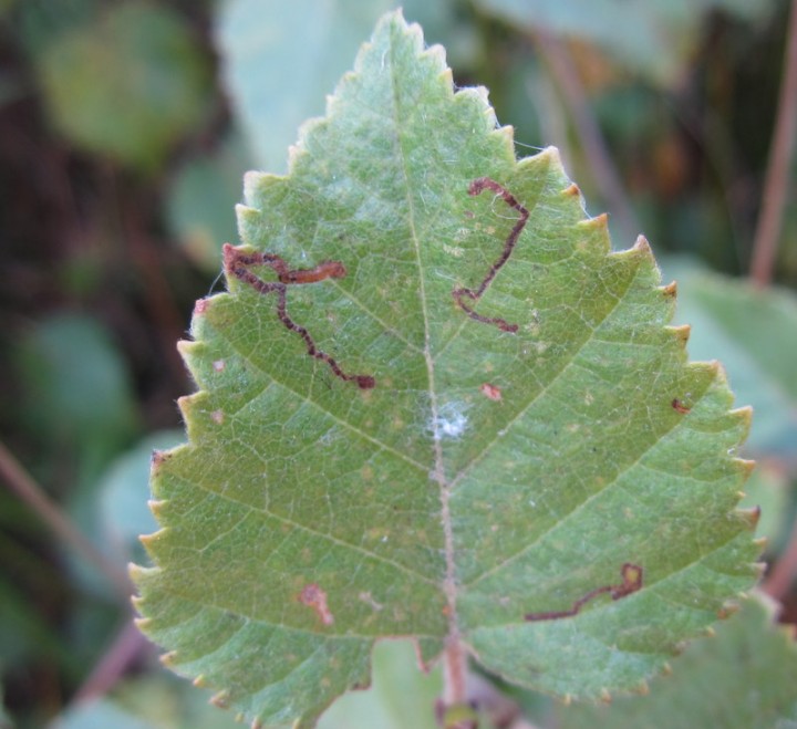 Stigmella betulicola Copyright: Stephen Rolls