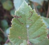 Stigmella betulicola Copyright: Stephen Rolls