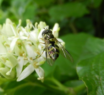 Dasysyrphus albostriatus female Copyright: Roger Payne