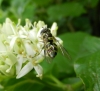 Dasysyrphus albostriatus female