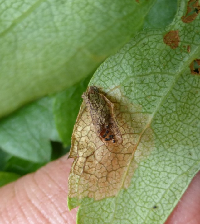 Coleophora siccifolia 1 Copyright: Stephen Rolls