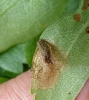 Coleophora siccifolia 1 