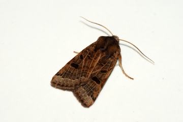 Lunar Underwing 3 Copyright: Ben Sale