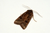 Lunar Underwing 3 Copyright: Ben Sale