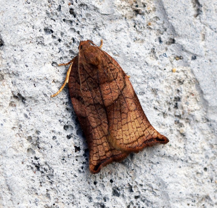 Large Fruit-tree Tortrix (Archips podana) Female Copyright: Ben Sale