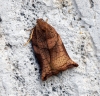 Large Fruit-tree Tortrix (Archips podana) Female