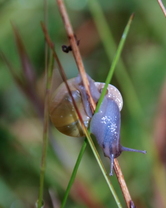 Snail - not common brown Copyright: David Rice