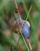 Snail - not common brown 
