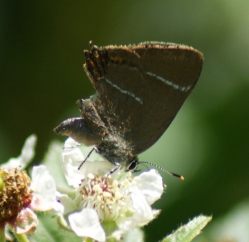 White-letter Hairstreak - missing tail streamers Copyright: Robert Smith